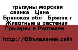 грызуны морская свинка › Цена ­ 700 - Брянская обл., Брянск г. Животные и растения » Грызуны и Рептилии   
